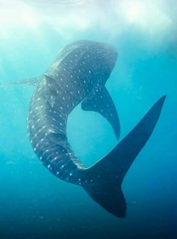 897c69f1-816c-41a0-bbef-a7746a845d17