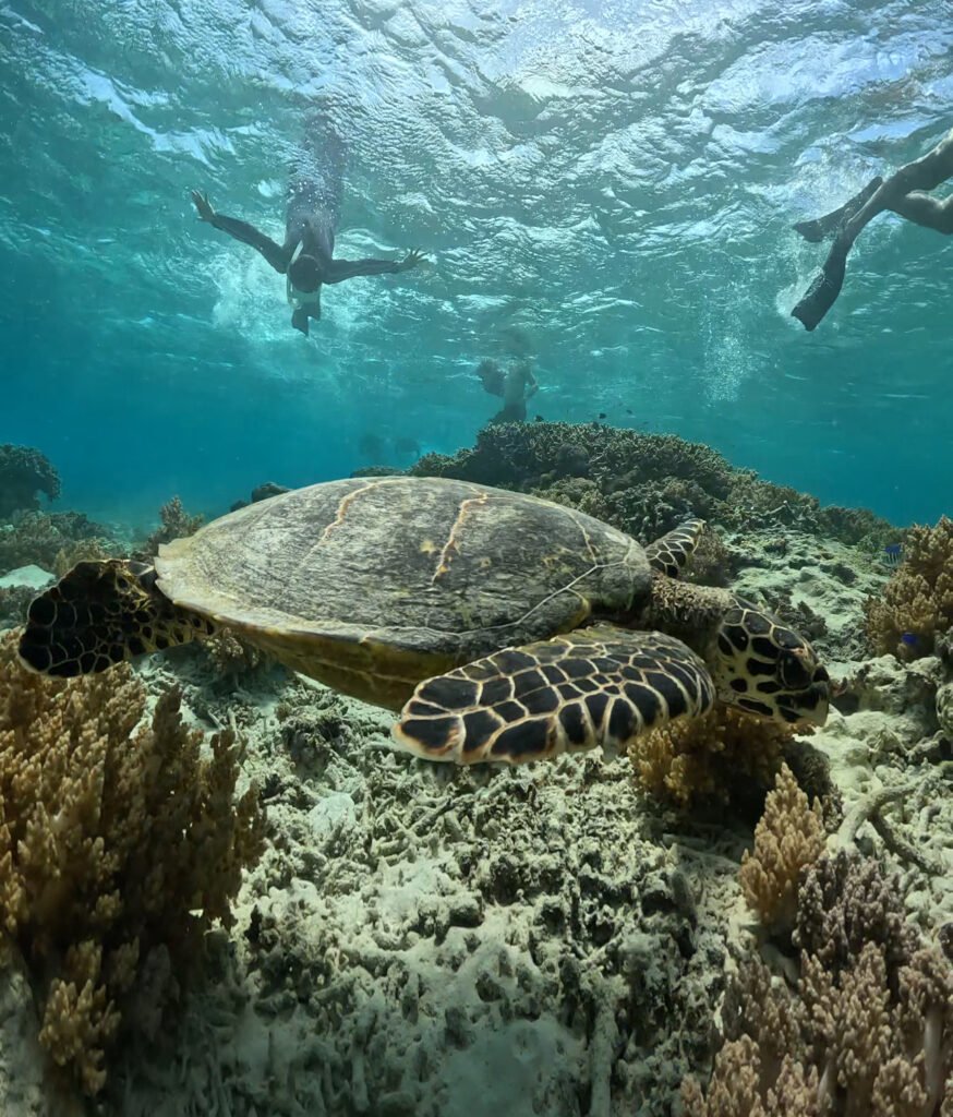 snorkeling trip gili trawangan