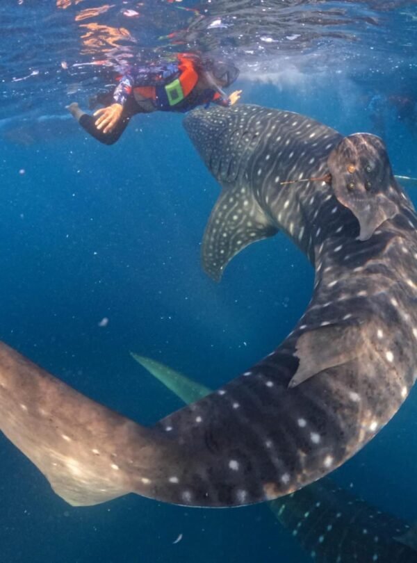 c7d69ace-6d15-4bbd-861a-9bc59c434327