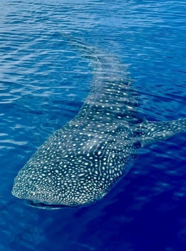 d384c444-7dd0-4d44-9562-e30818441063